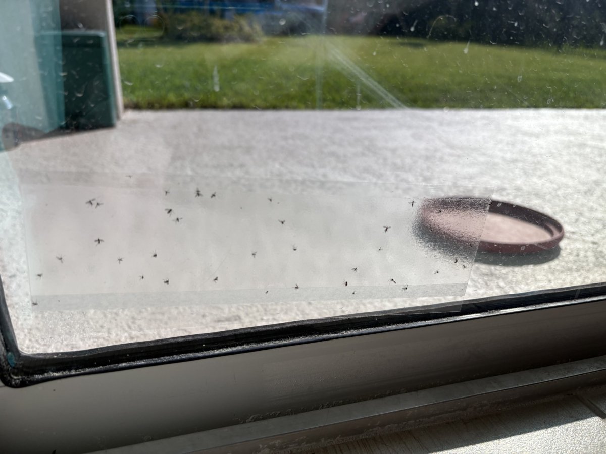 Catchmaster fly sticky trap