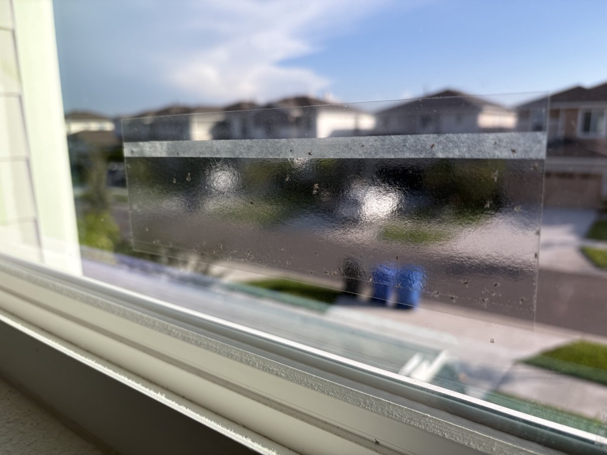 Catchmaster window fly traps closeup