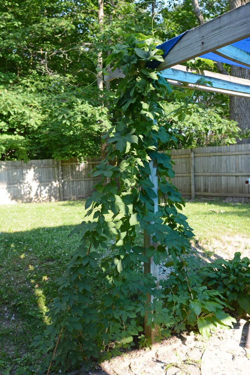 Hops plants growing on a pergola in a backyard.
