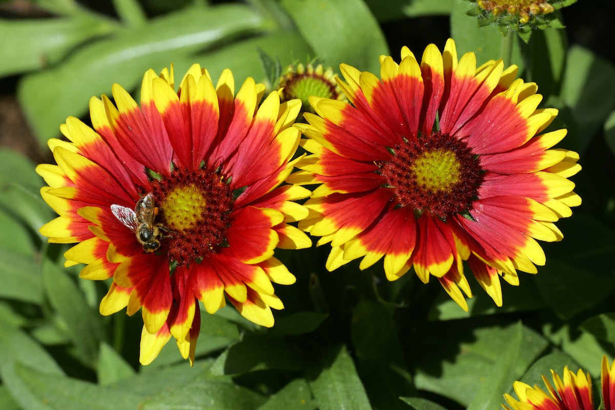Blanket flowers in a garden with a honey bee on the left bloom.