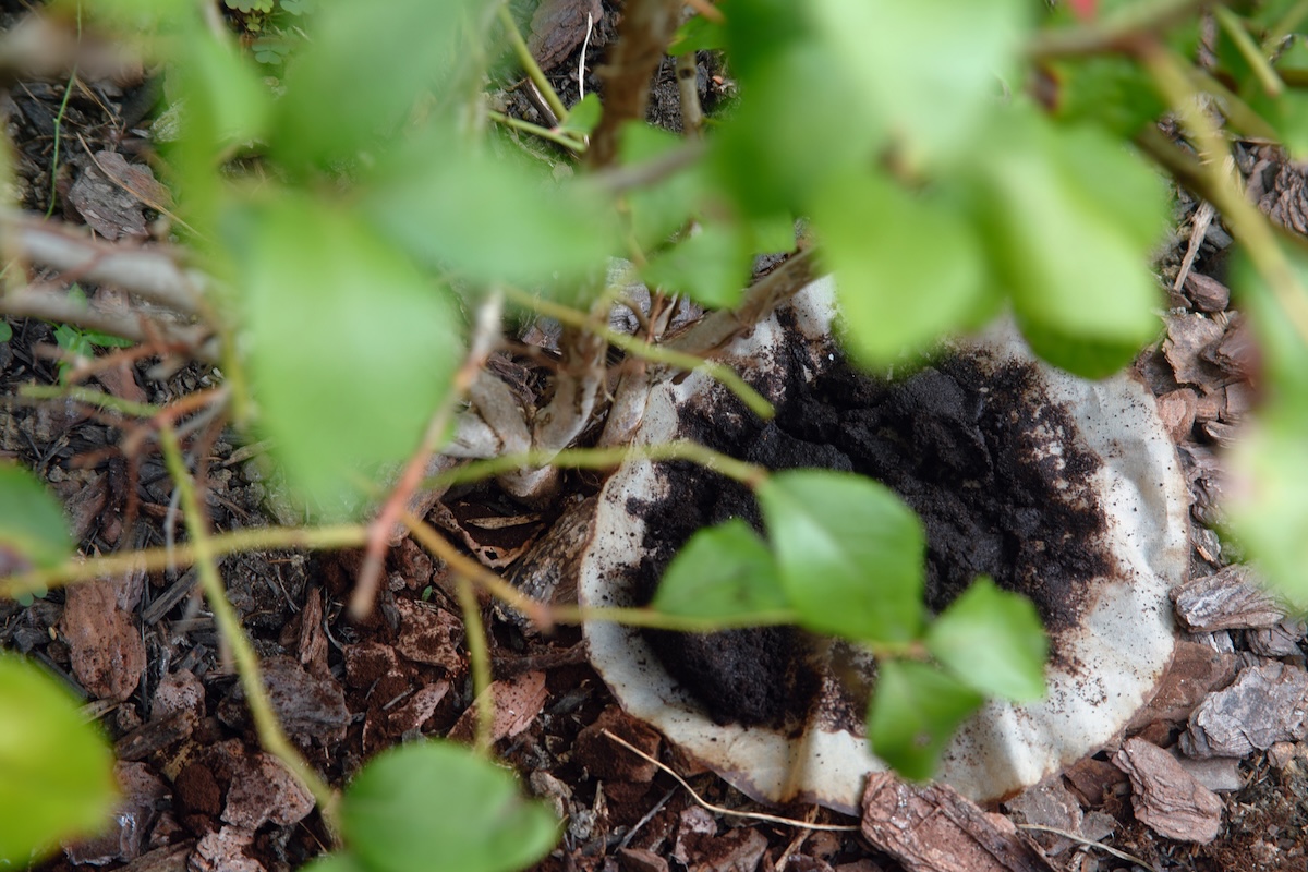 Used coffee grounds under an outdoor plant in a home landscape.