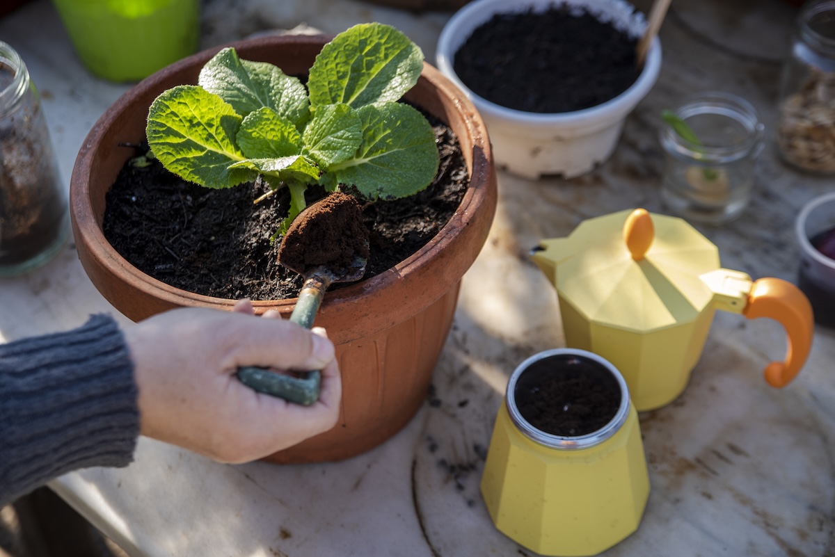 Fertilizing potted plants with used coffee grounds.