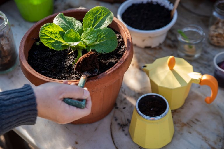 Fertilizing potted plants with used coffee grounds.