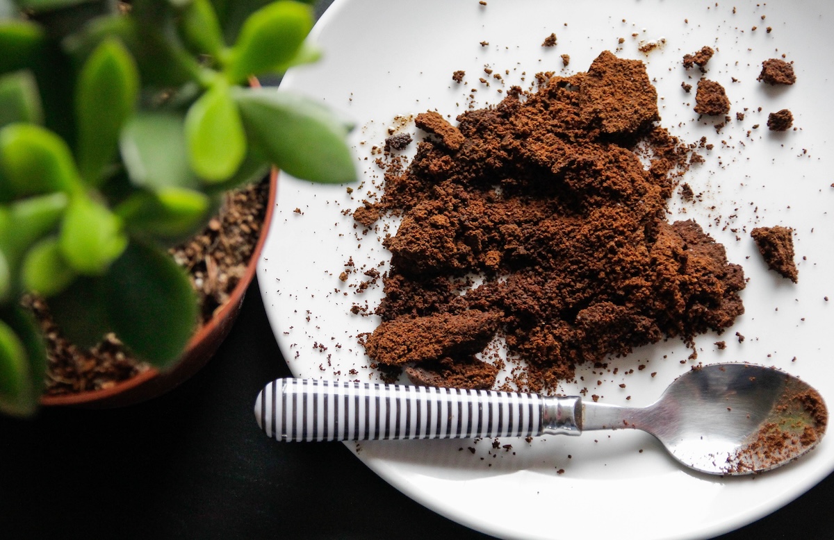 Used coffee grounds next to a houseplant.