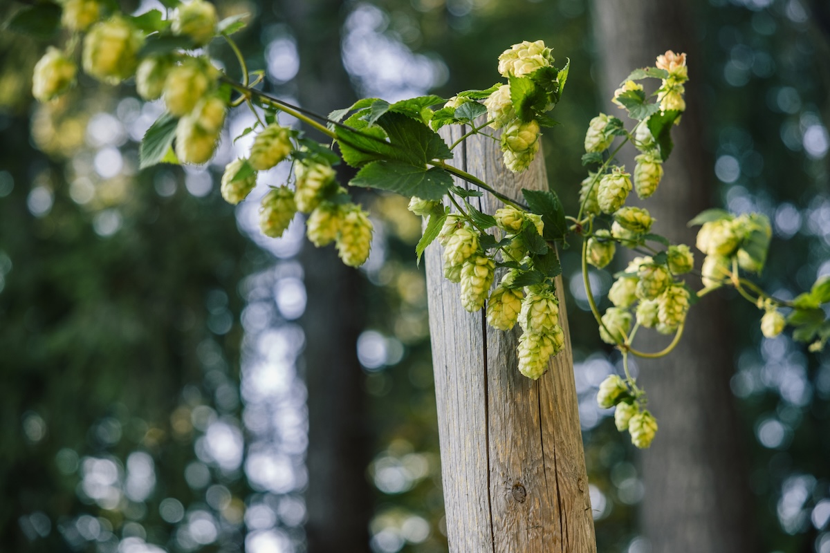 Invasive hops vines growing on a fence.