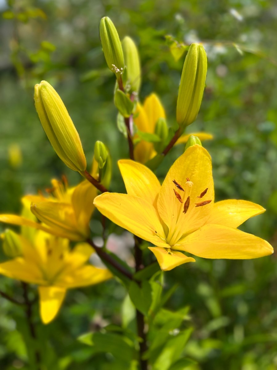 Yellow daylilies growing in a home landscape.