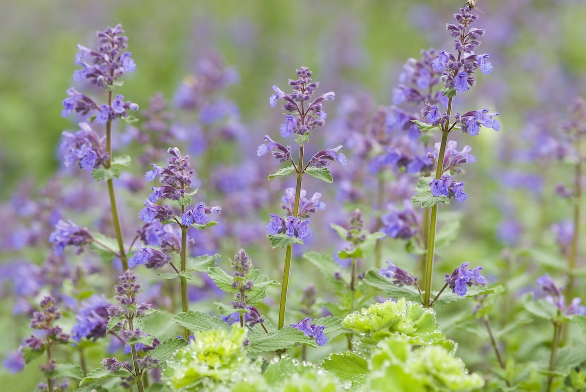 Purple catmint flowers growing in a home landscape.