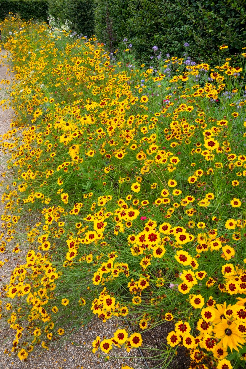 Tickseed flowers growing along a garden path from spring to fall.