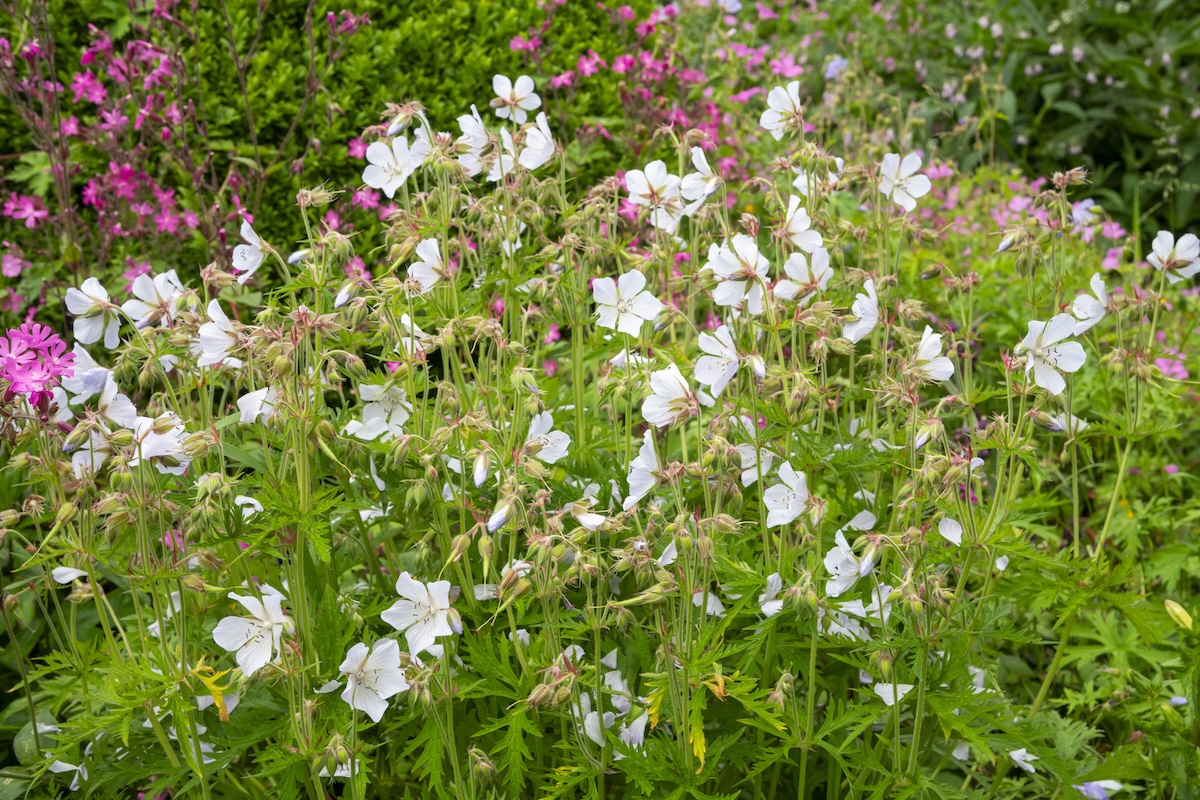 White cranesbill or hearty geranium flowers growing in a home landscape.
