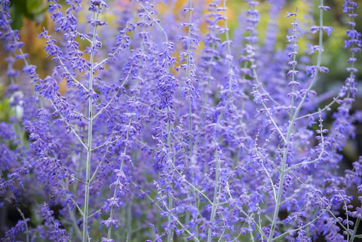 Russian sage growing in a home landscape for blooms from spring to fall.