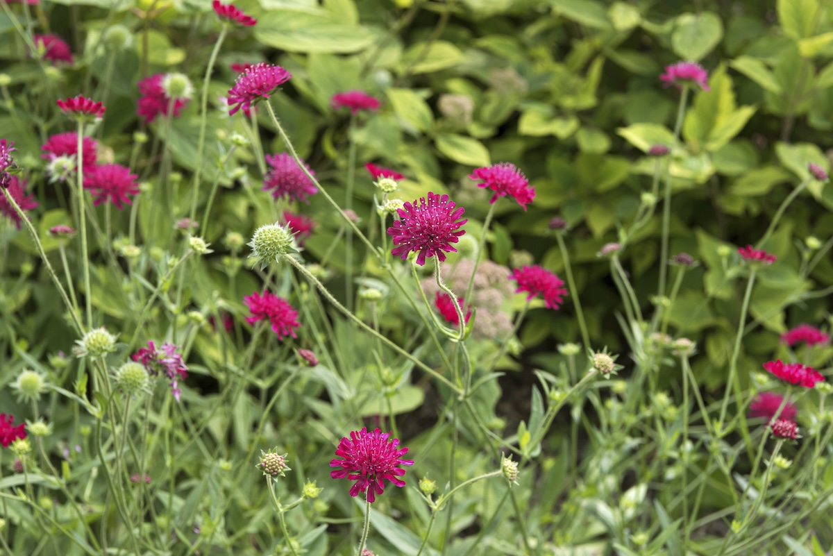 Knautia flowers growing in a home garden flower bed.