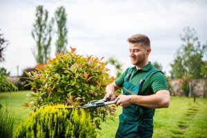 Professional landscaper trimming a hedge.