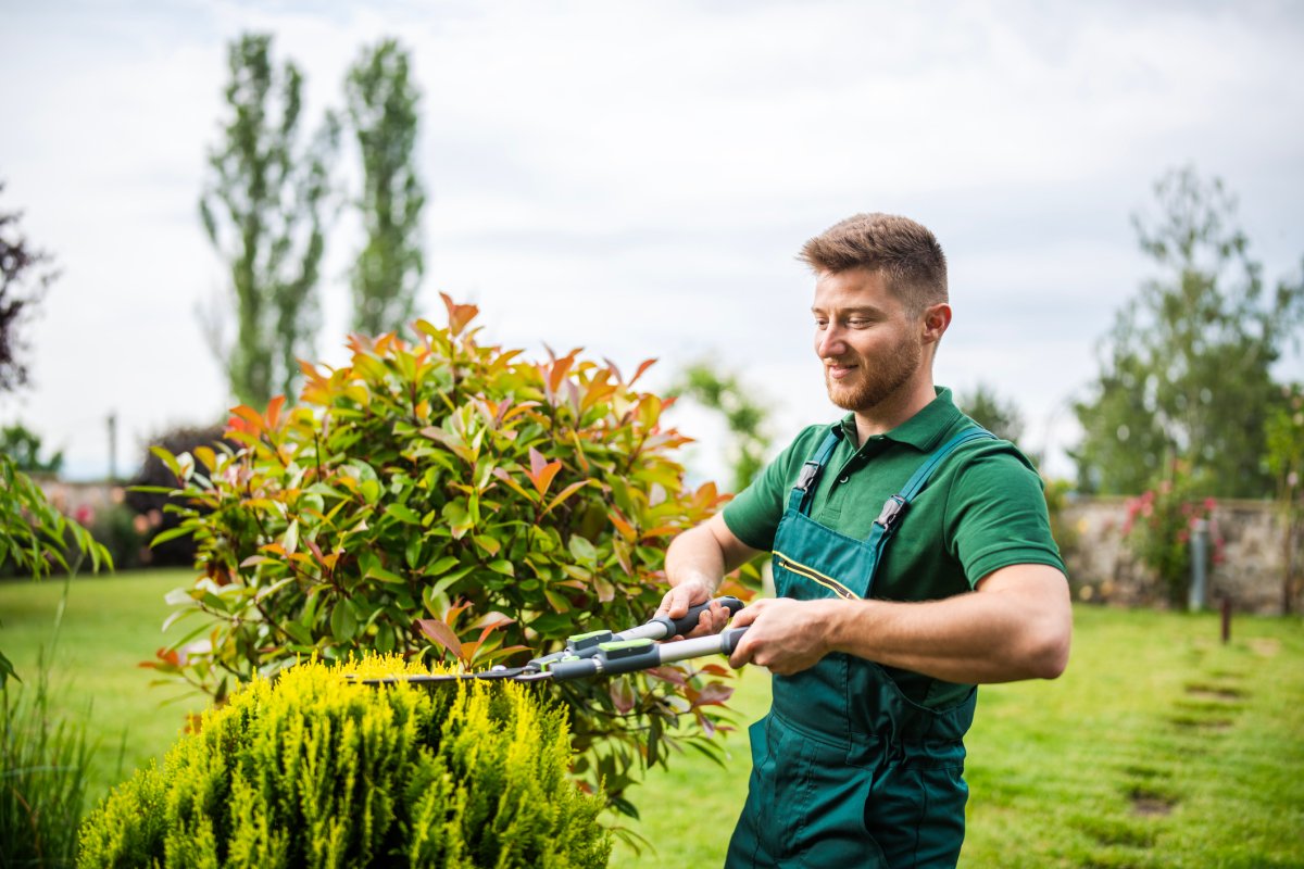 Professional landscaper trimming a hedge.