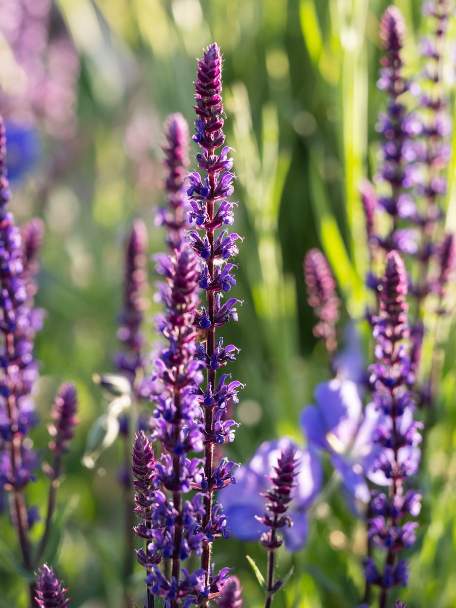 Salvia flowers blooming from spring to fall in a home landscape.