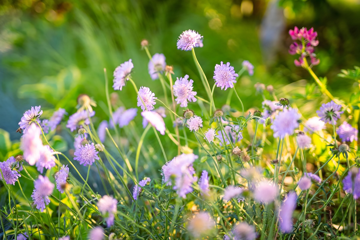 Pincushion flowers blooming from spring to fall in a home garden.