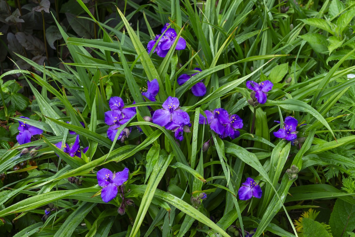 Purple spiderwort plant blooming from spring to fall in a home landscape.