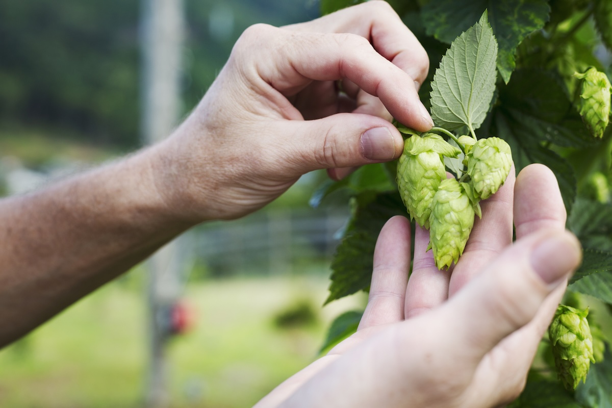 A person holding hops buds in hand.