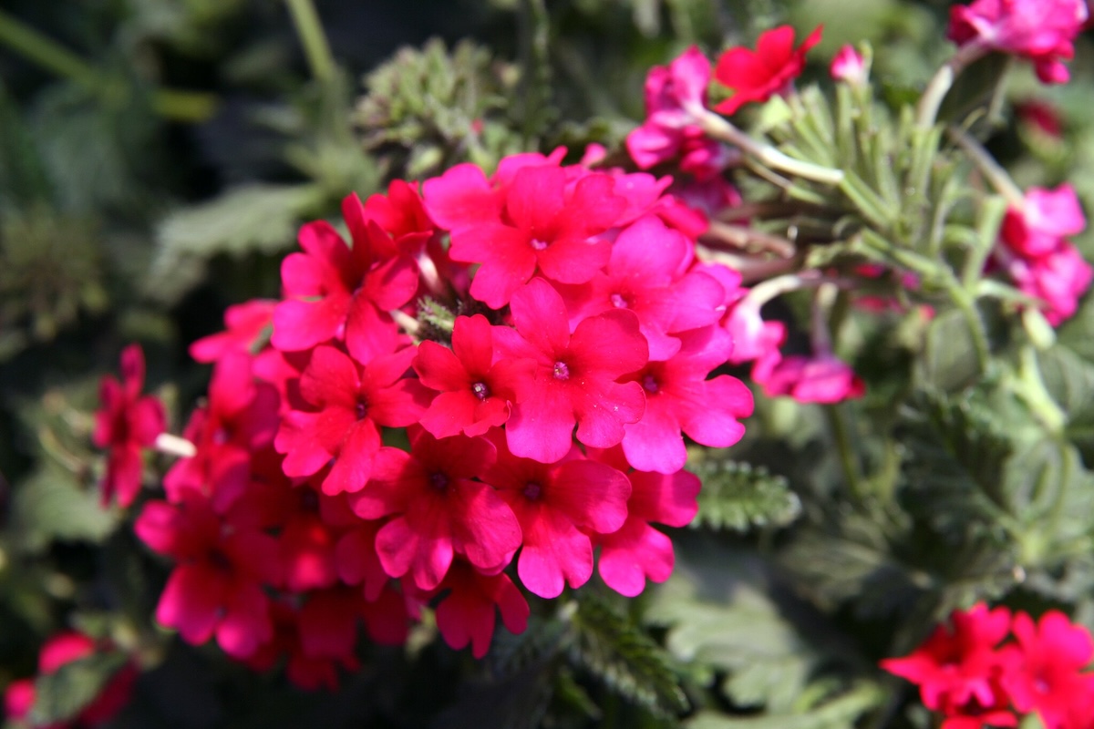 Pink rose verbena flowers growing in a home landscape.