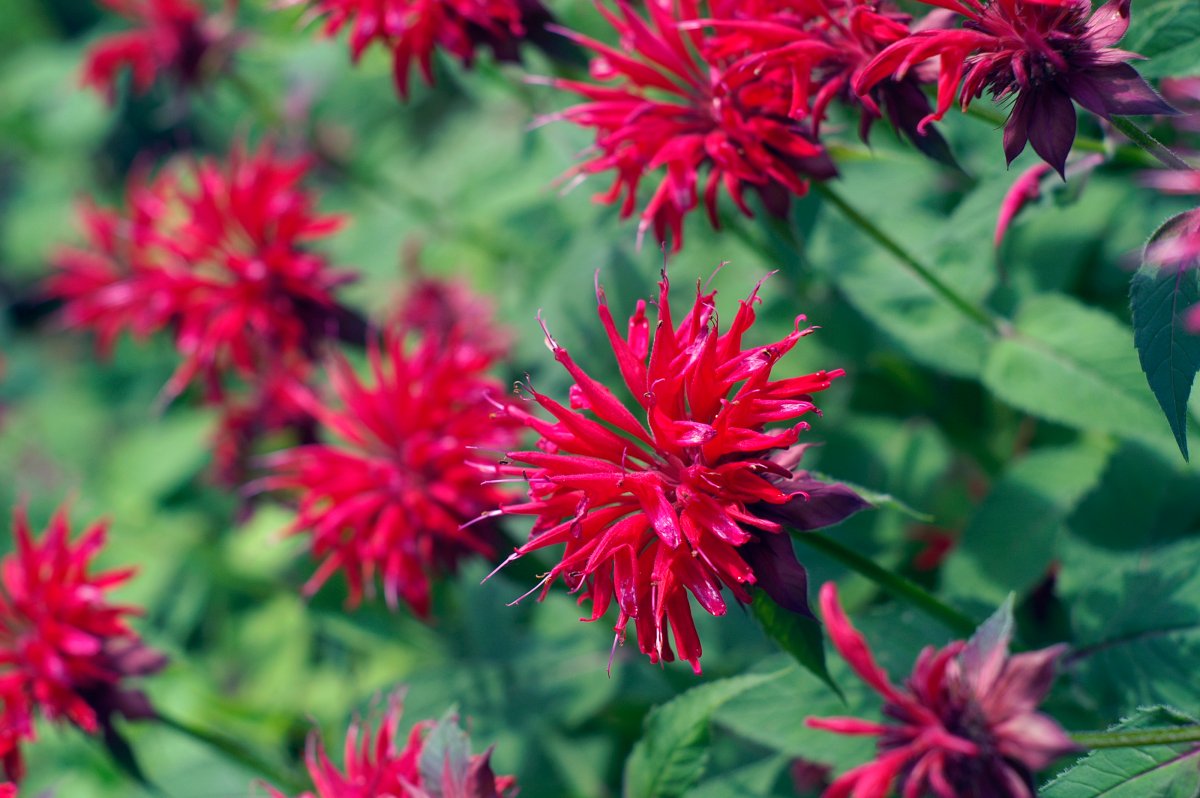 Bright red bee balm in full bloom in a garden.