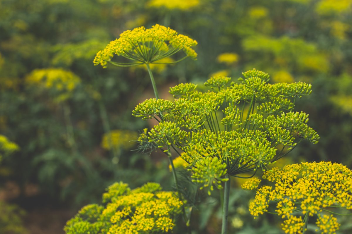 Yellow dill flowers in full bloom growing in a garden.