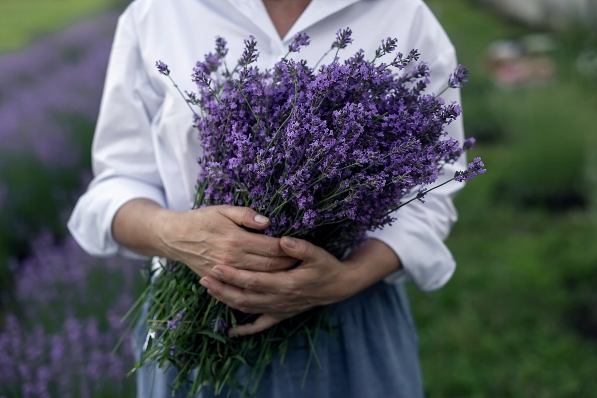 Close up woman holding a bouquet of lavender flowers in the lavender field.