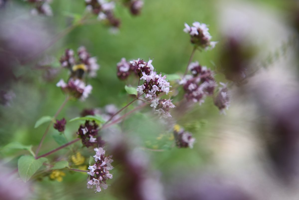 Blossoms of purple marjoram.