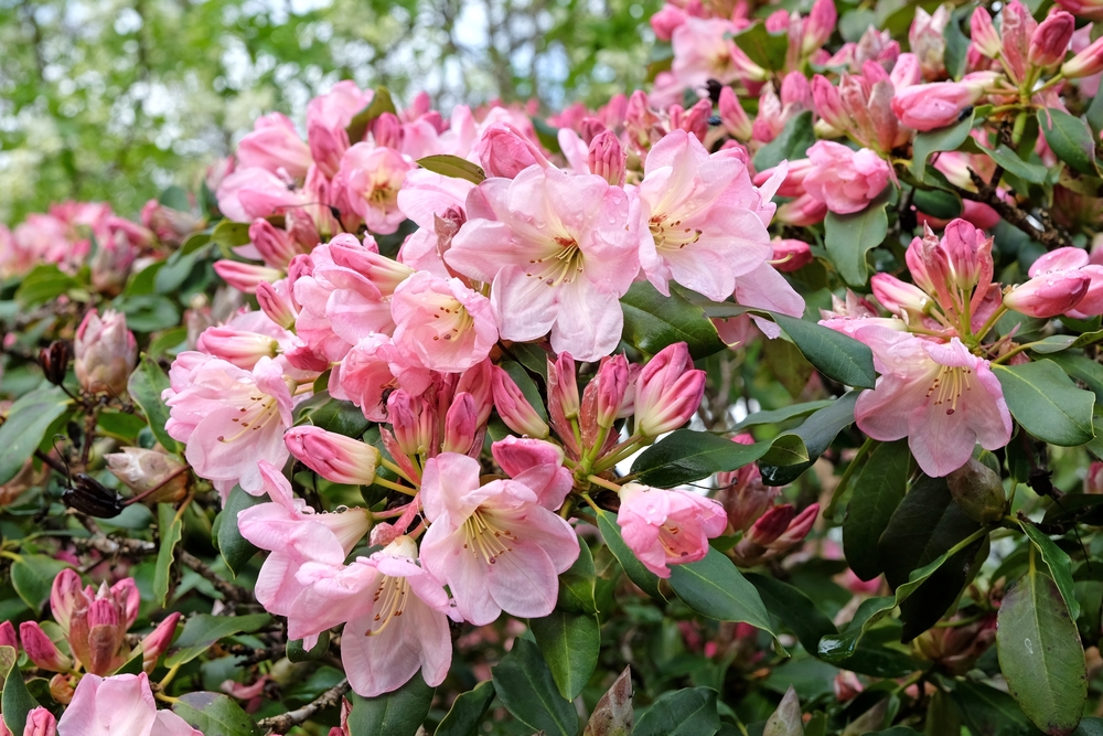 Pink evergreen Rhododendron blooms.