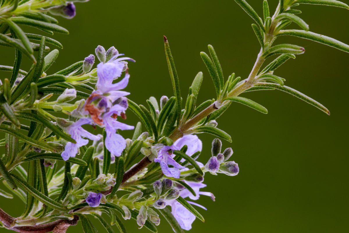 Rosemary blooming in a garden with purple flowers.