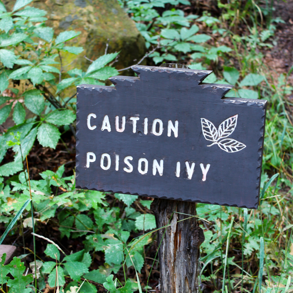 Wooden sign that reads "Caution: Poison Ivy" with poison ivy growing in the background.