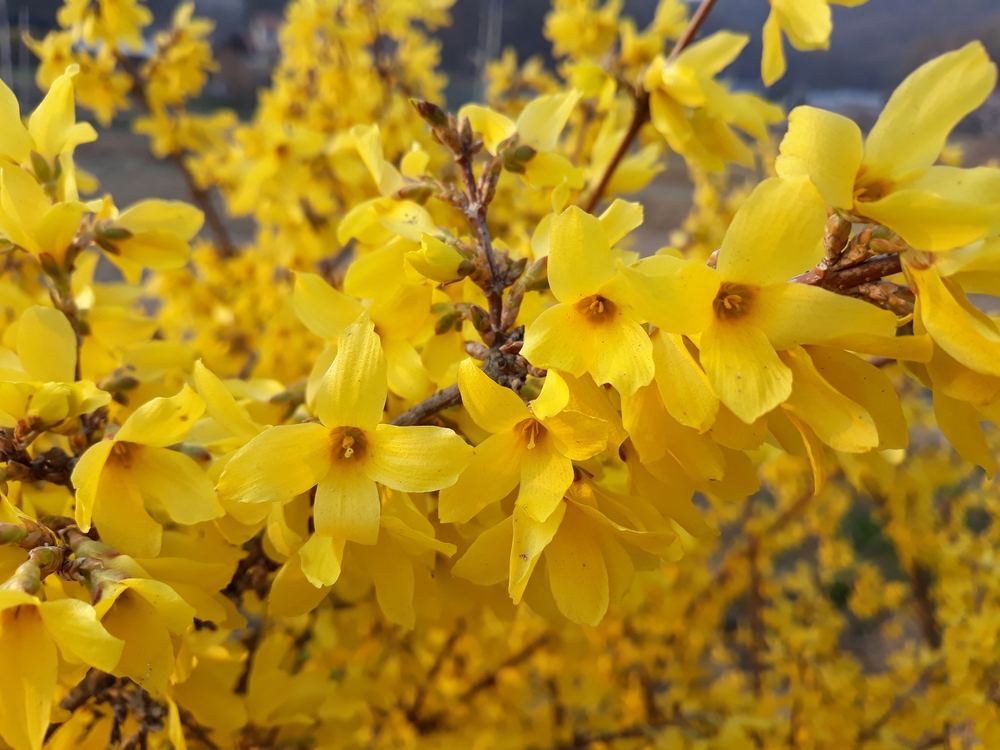 Bright yellow forsythia flowers