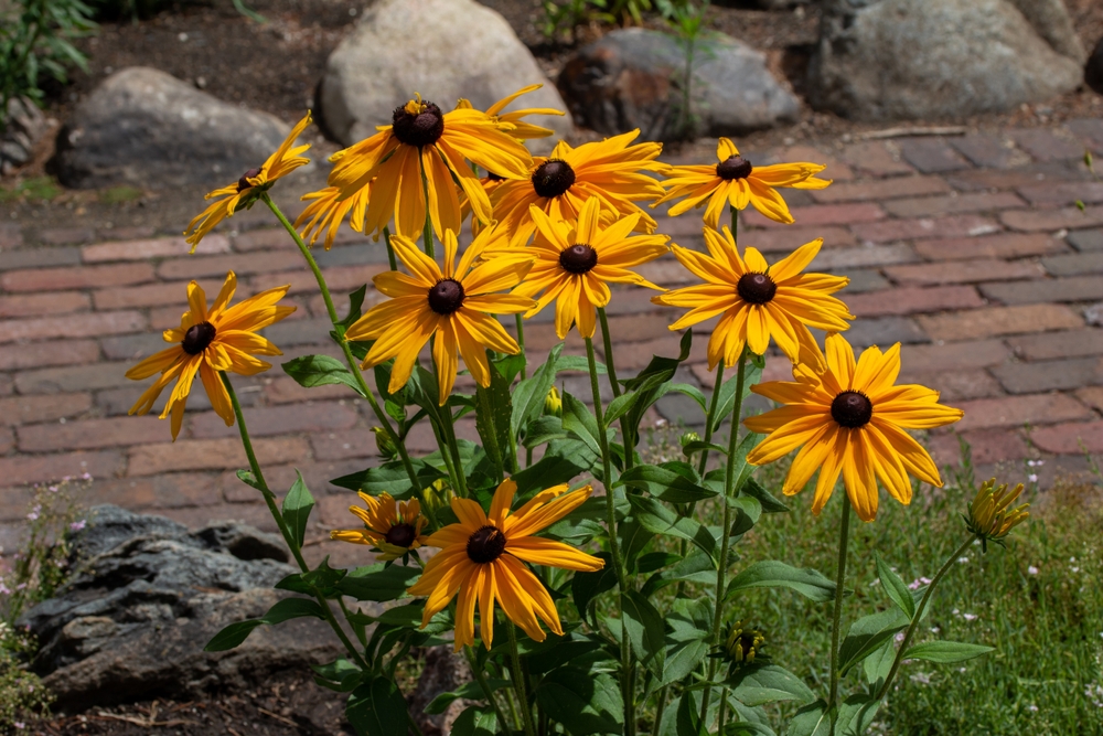 Black-eyed Susans growing next to a brick walkway