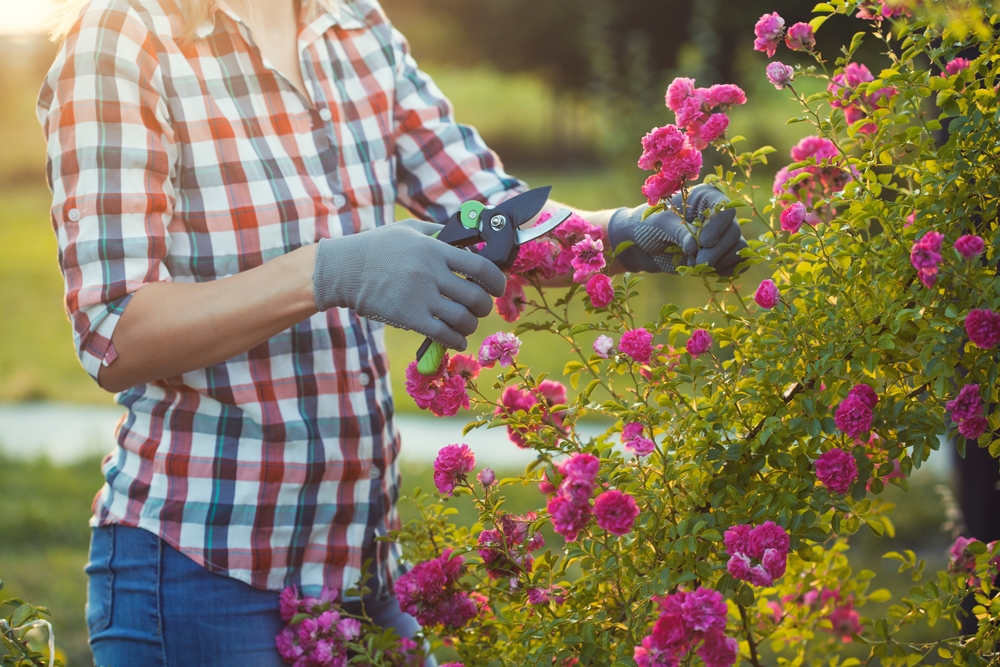 Faceless woman pruning pink flowers from a shrub