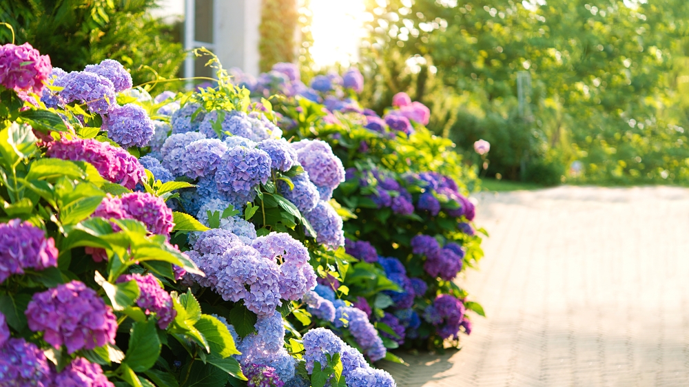 Purple and pink hydrangea growing next to a driveway.