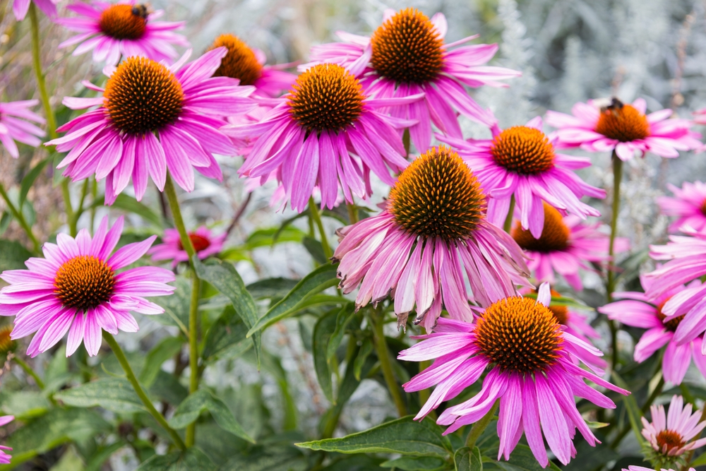 Pink coneflowers in bloom