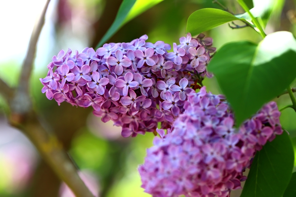 Purple lilac blooms