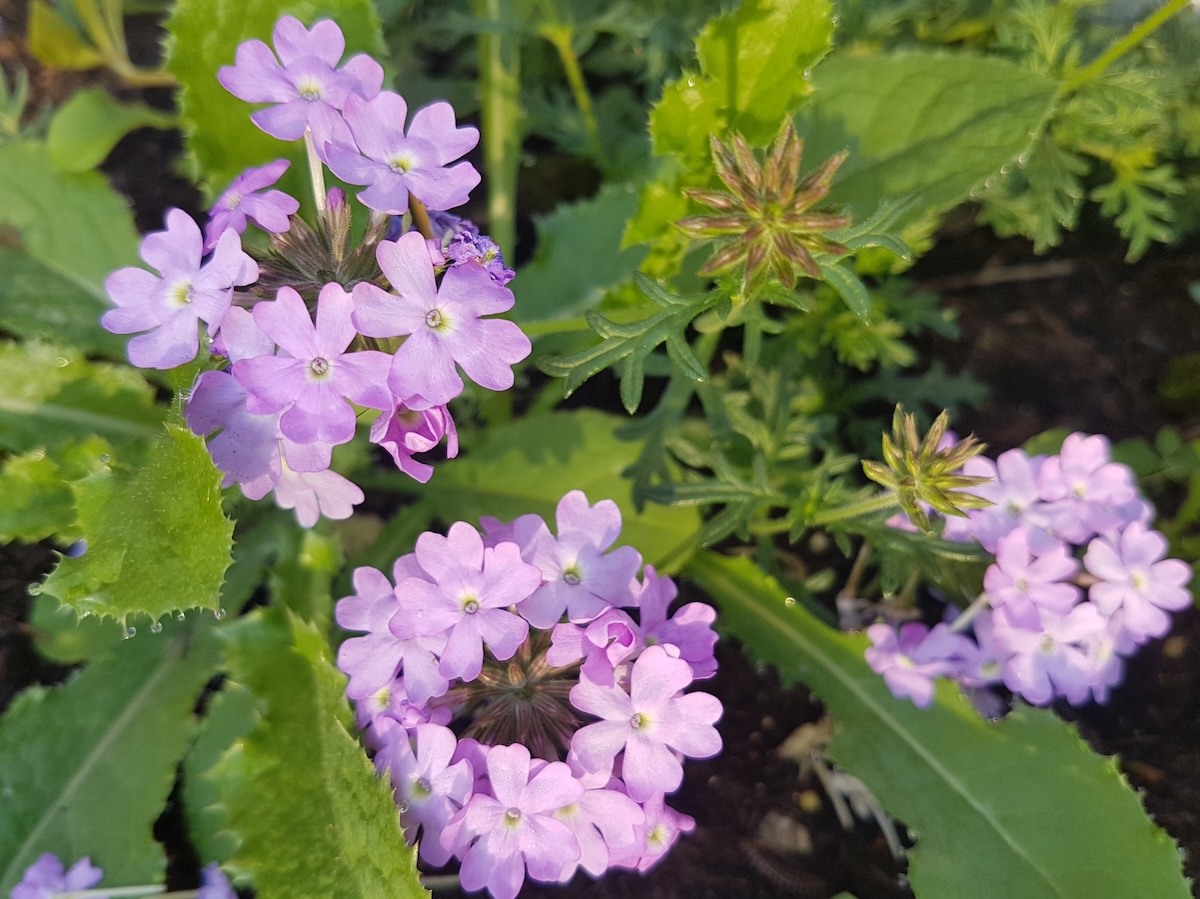 Prairie verbena flowers outside of a home.