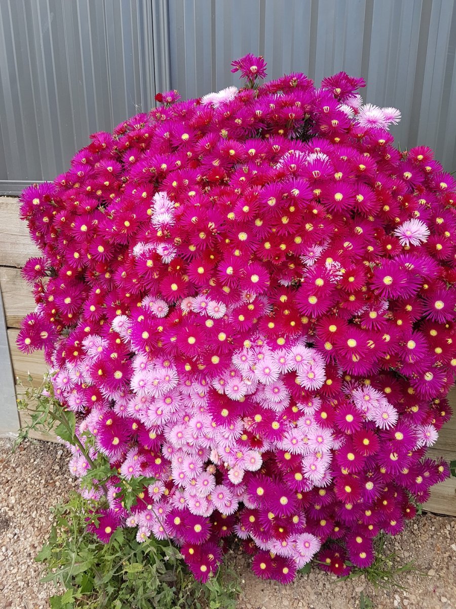 Iceplant growing in a planter outside of a home.