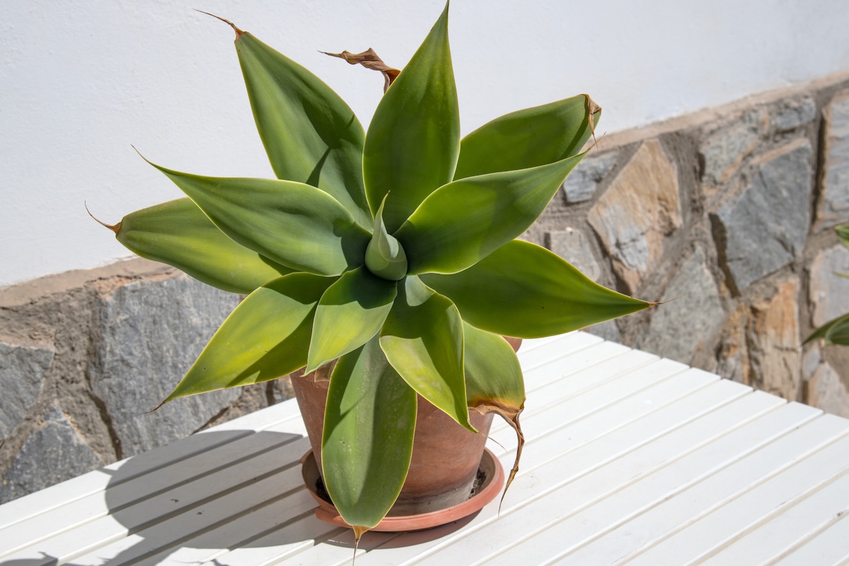 A small agave plant in a pot on a patio.