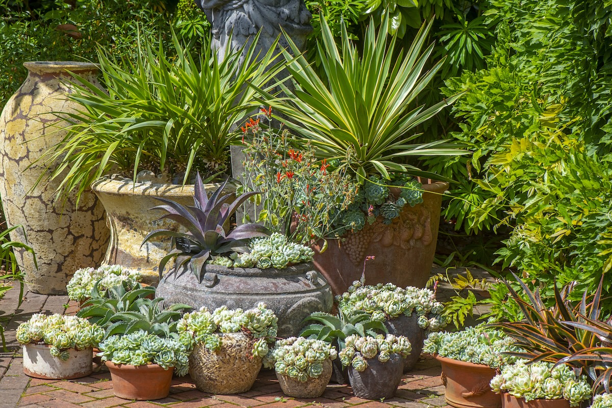 Drought-tolerant plants potted on a patio in full sun.