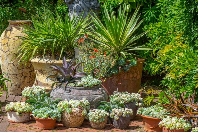 Drought-tolerant plants potted on a patio in full sun.
