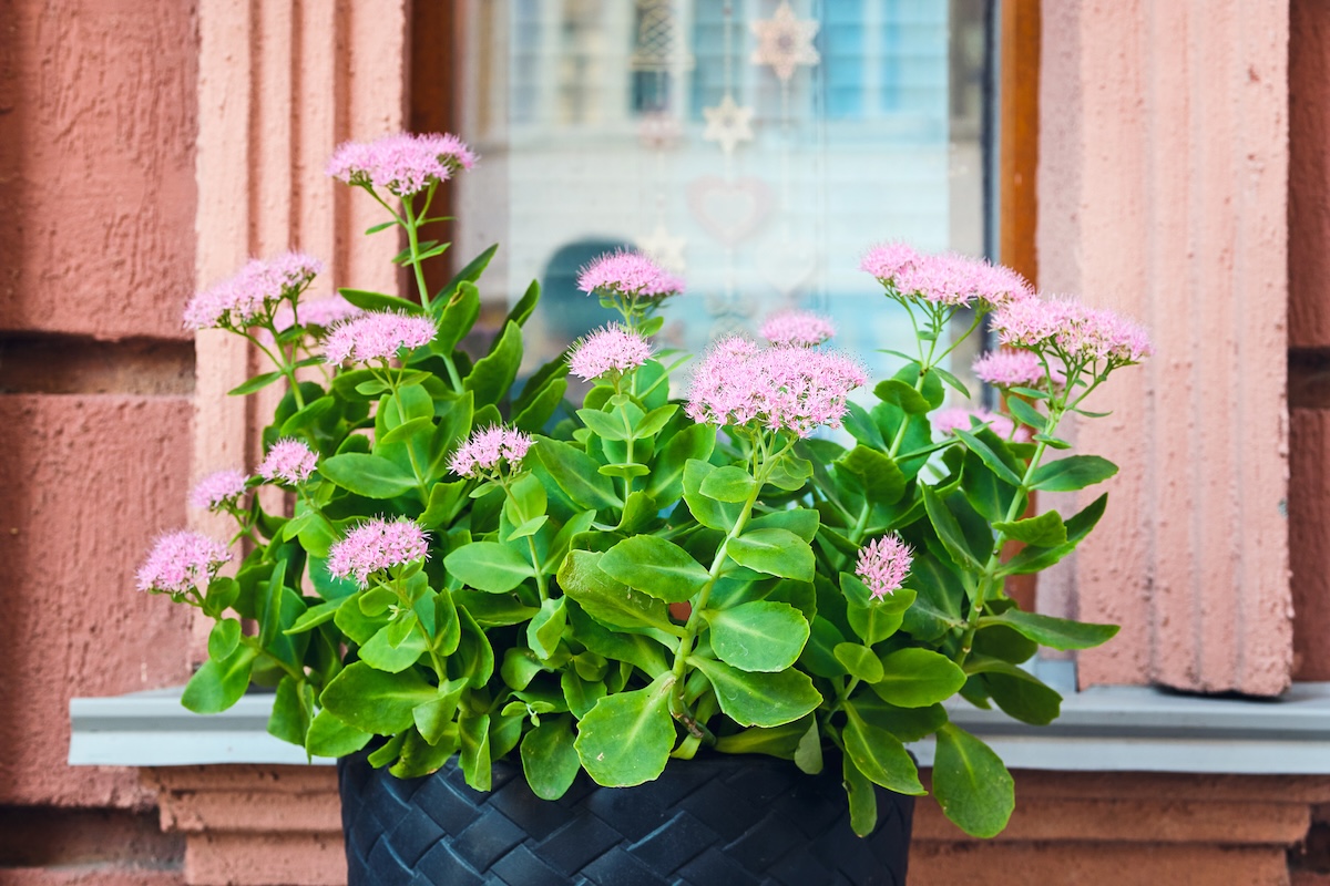 Sedum or stonecrop growing in a planter on a stoop.