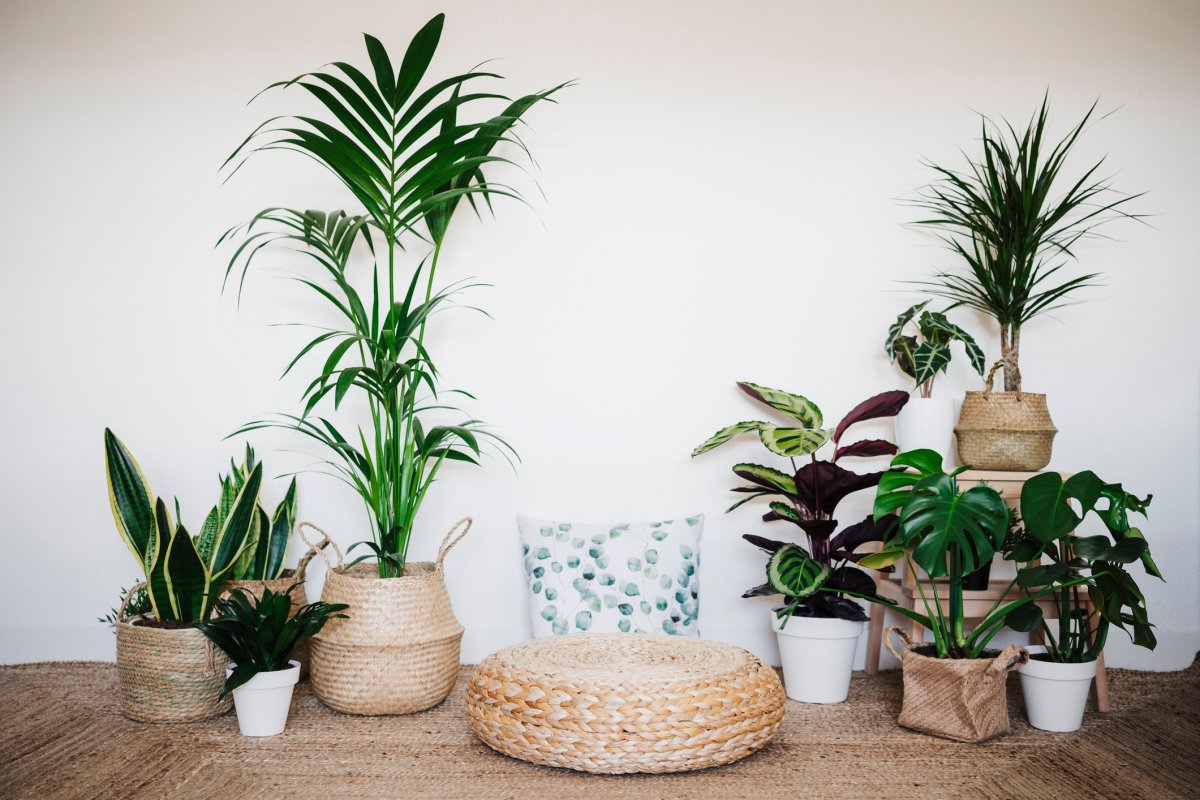 A collection of plants mostly in wicker baskets.