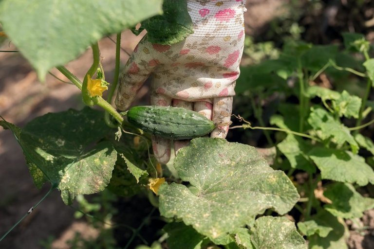 A gardener holding a cucumber on a vine in a vegetable garden.