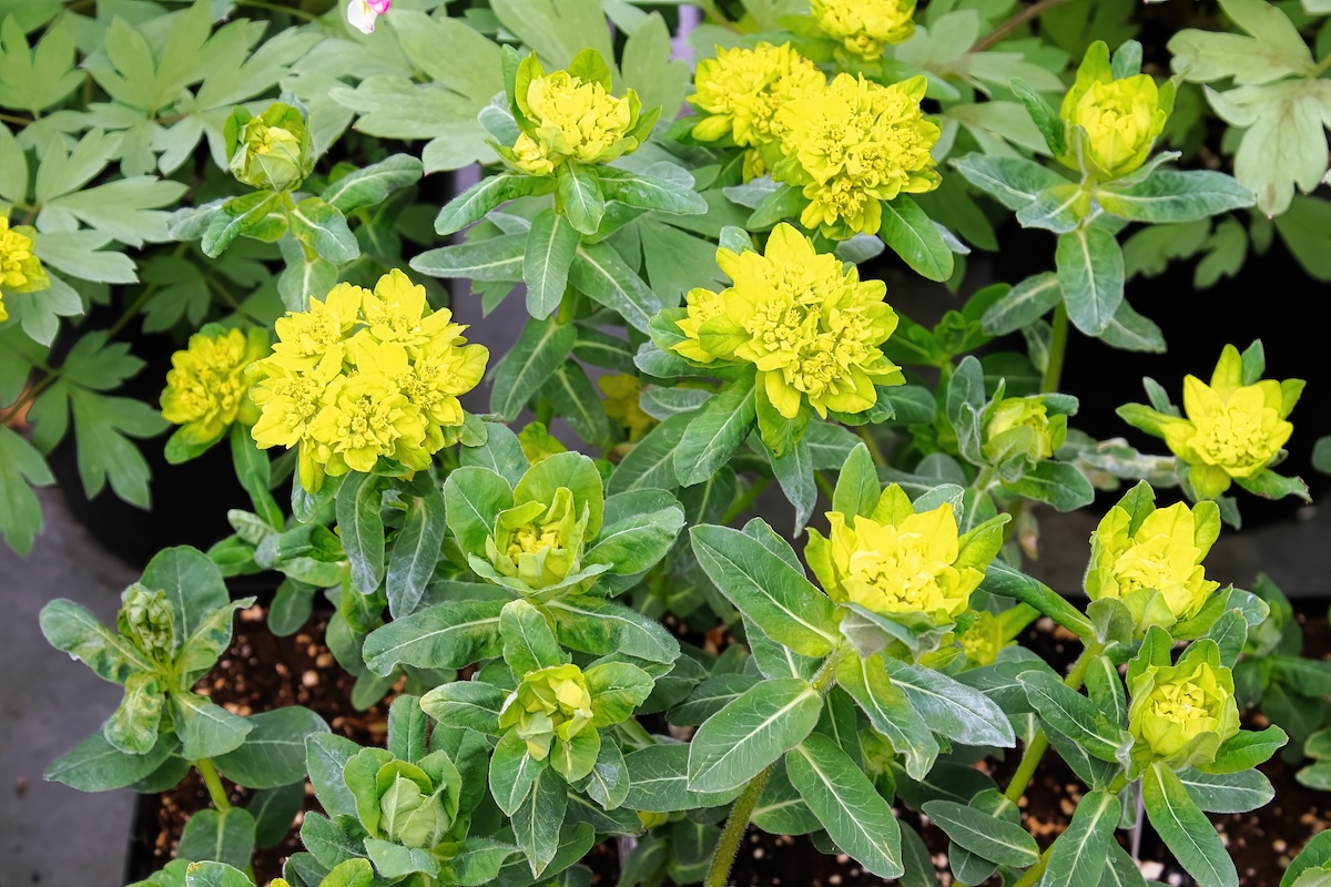 Yellow Cushion Spurge growing in an outside garden.