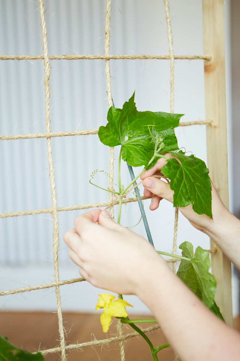 In a vegetable garden, a cucumber bull is tied to the rope trials.