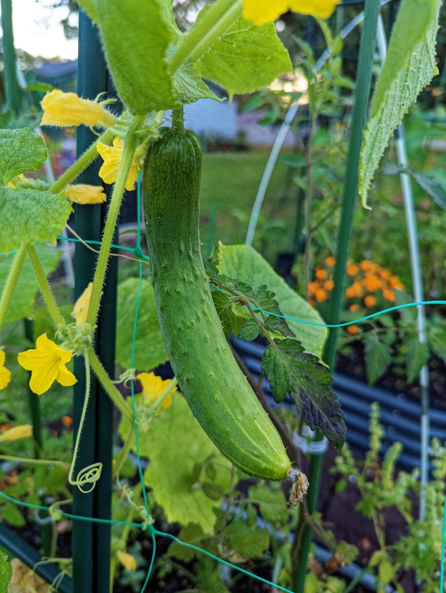 A large cucumber growing on a trellis in a backyard vegetable garden with raised beds for crop rotation.