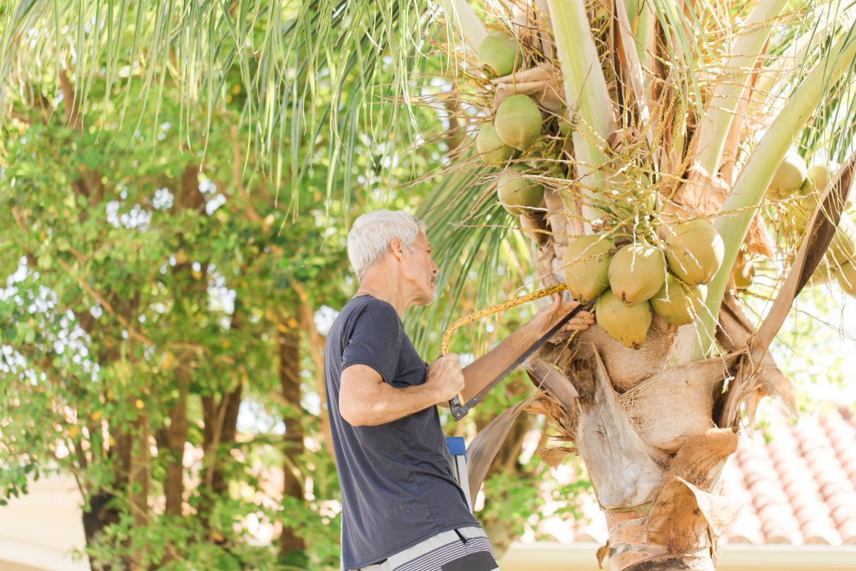 Man on a ladder trimming coconut tree palm branches.
