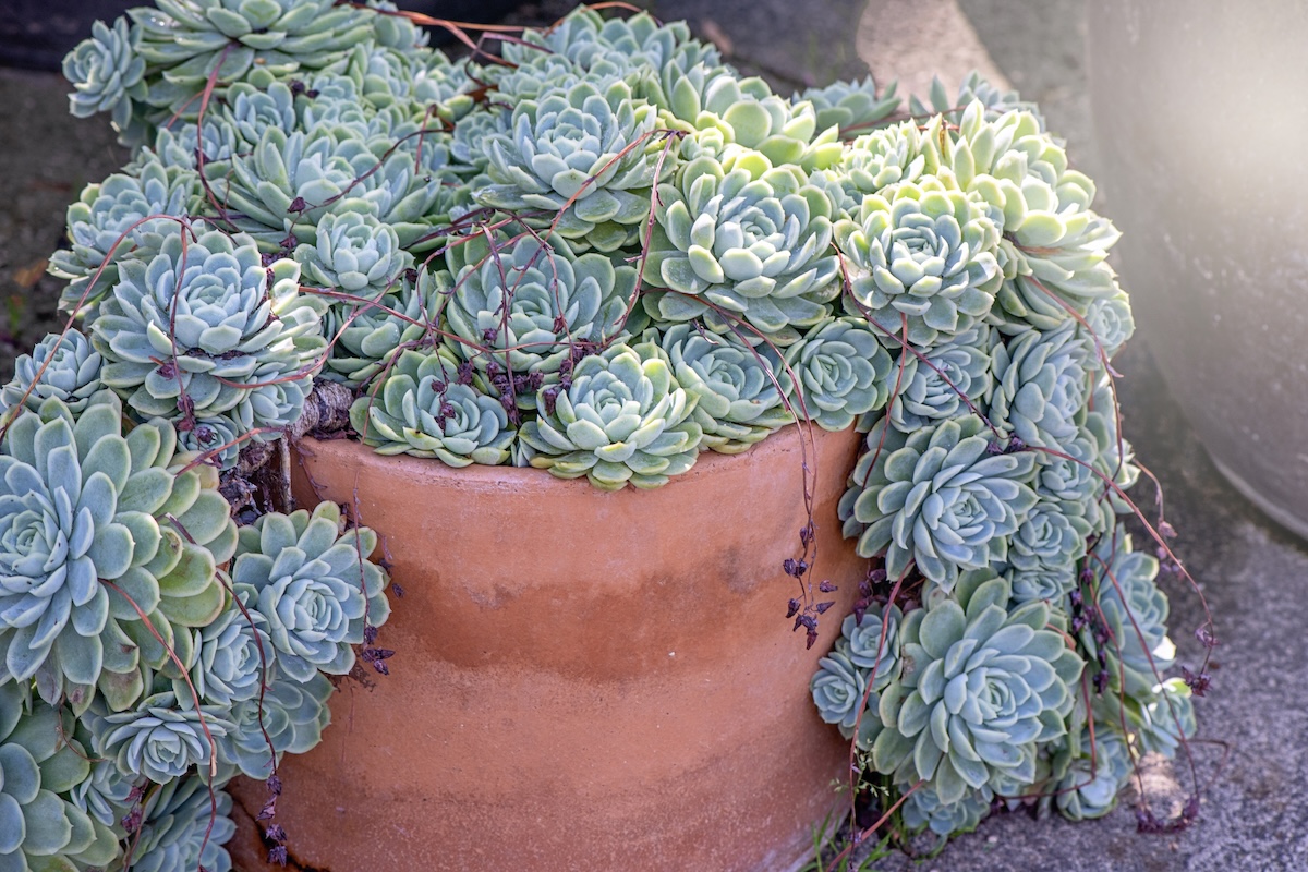 A planter with hens and chicks succulent growing on a patio.