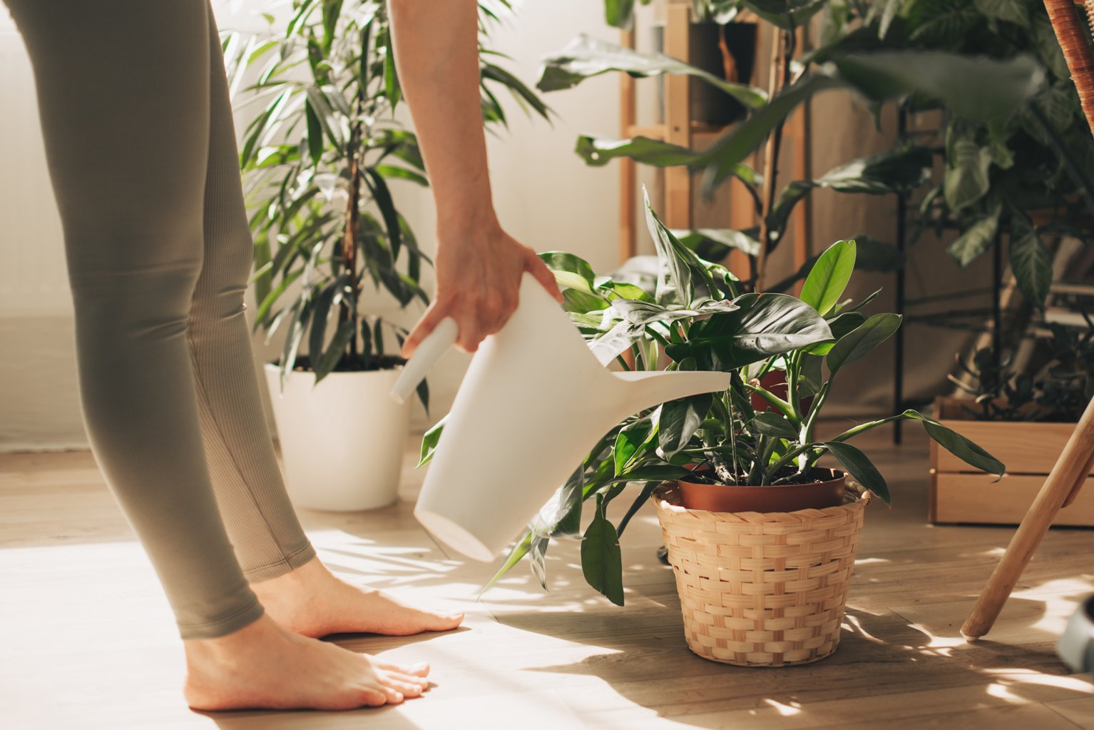 Woman waters houseplants in flower pots on the floor.