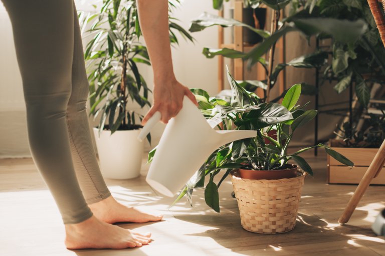 Woman waters houseplants in flower pots on the floor.